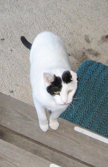 Smokey on steps