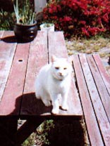Amber - Miss Whitecake Cat